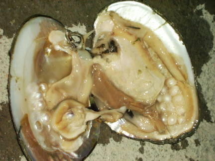 How Do Oysters Make Pearls?