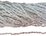 Moonstone teardrop approx 7x5 strand 40 beads